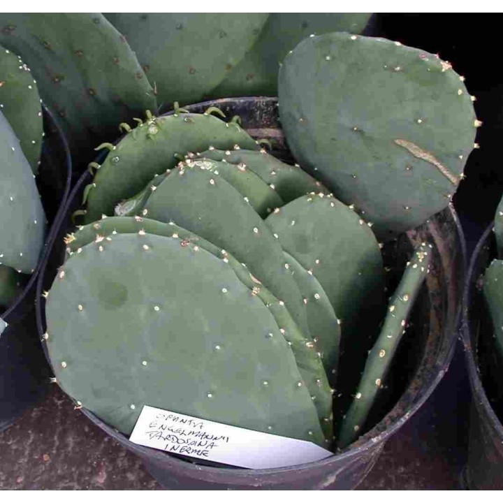 Prickly pear cactus for tortoises