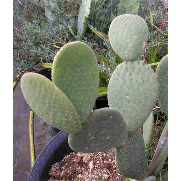 Opuntia inamoena