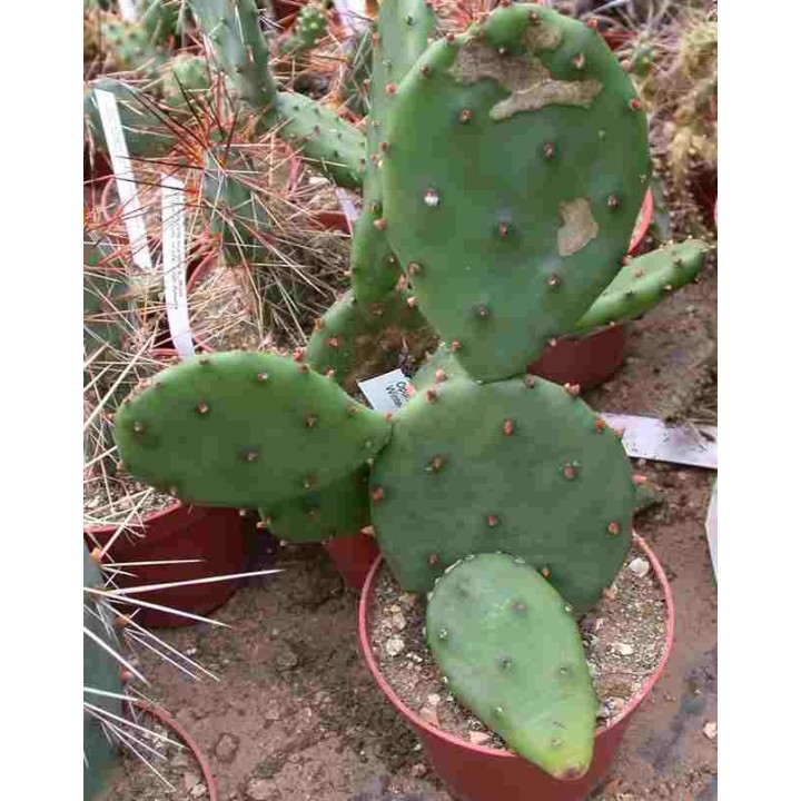 Opuntia humifusa