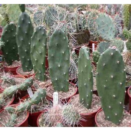 Opuntia elata