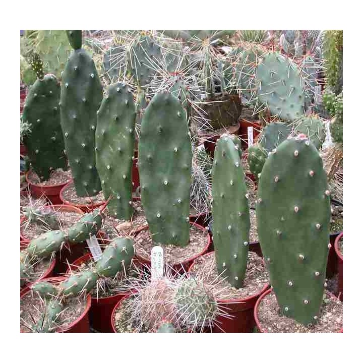 Opuntia elata