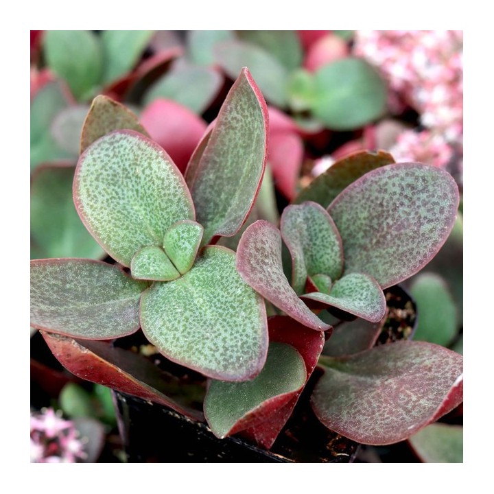 Crassula multicava