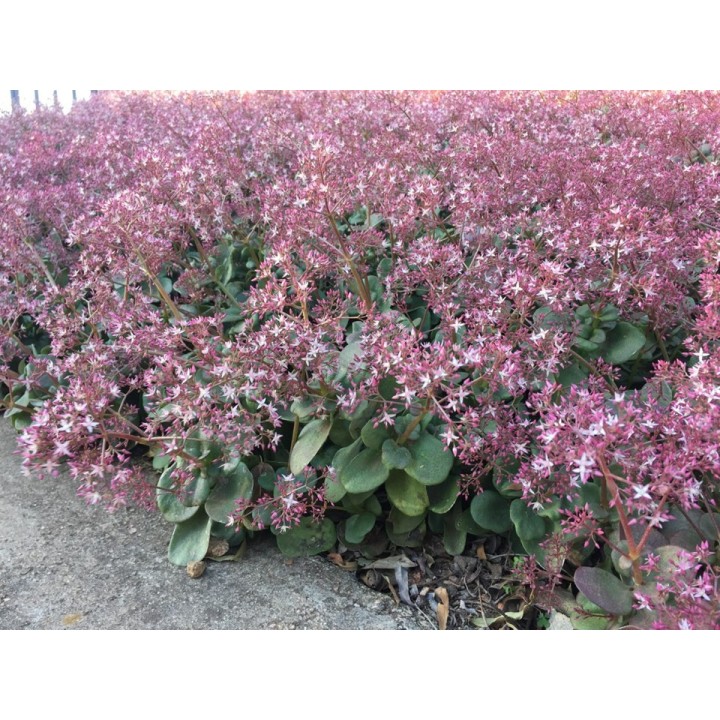 Crassula multicava