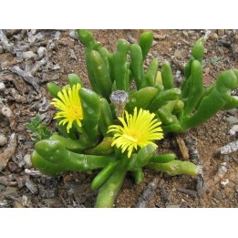 Glotiphyllum sp.