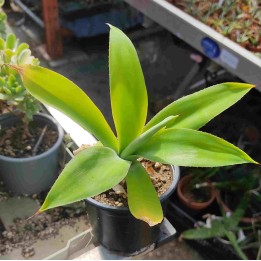 Agave attenuata