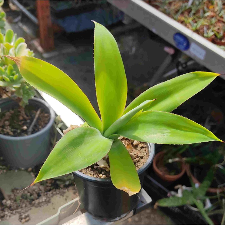 Agave attenuata