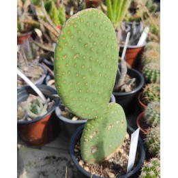 Opuntia inamoena
