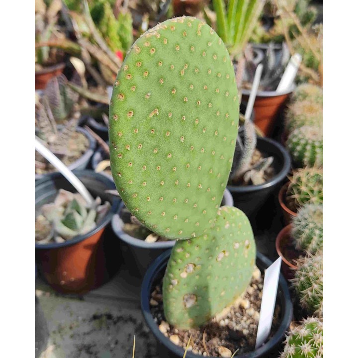 Opuntia inamoena