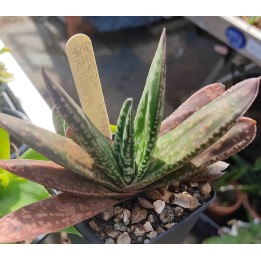 Gasteria sp.