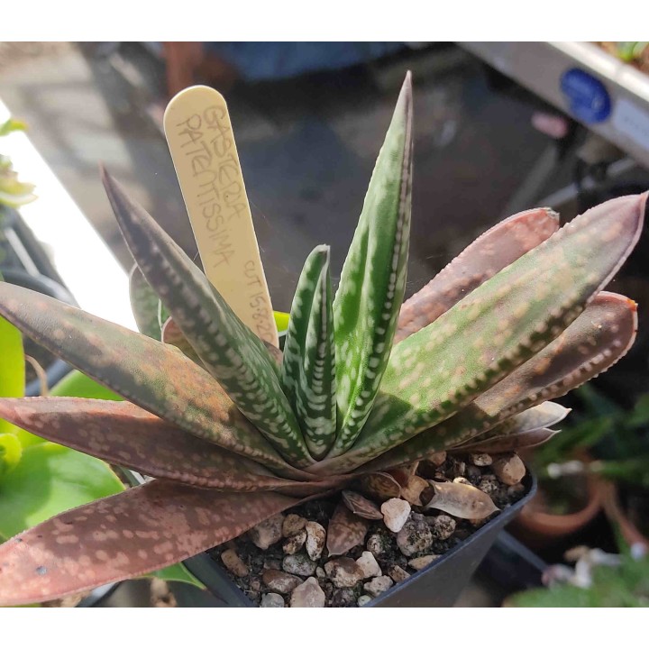 Gasteria sp.