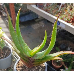 Aloe sp.
