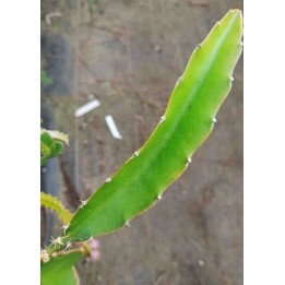 Hylocereus species