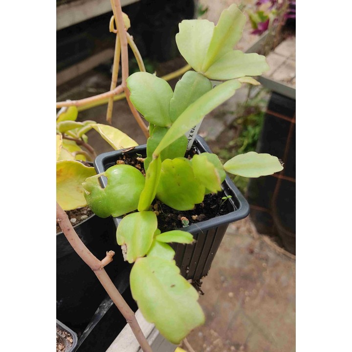 Schlumbergera sp.
