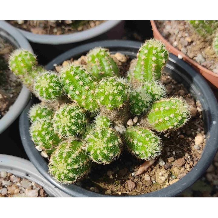 Chamaecereus silvestrii