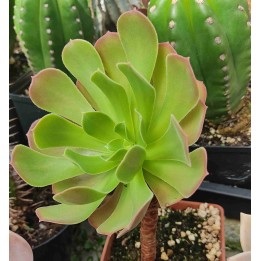 Aeonium sp.