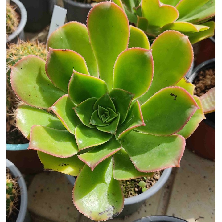 Aeonium sp.