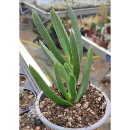 Carpobrotus edulis