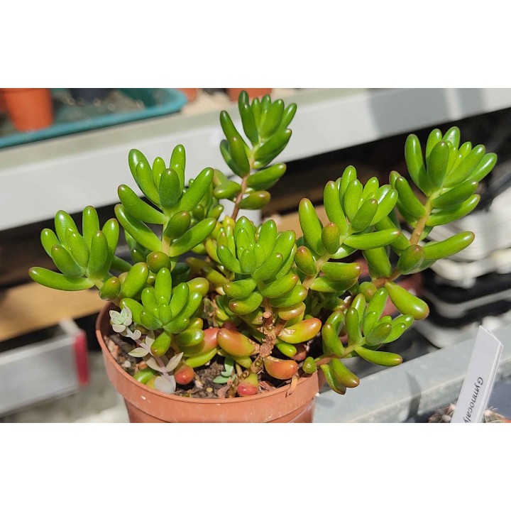 Sedum sp.