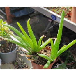 Aloe vera