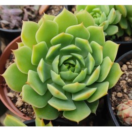 Echeveria sp.