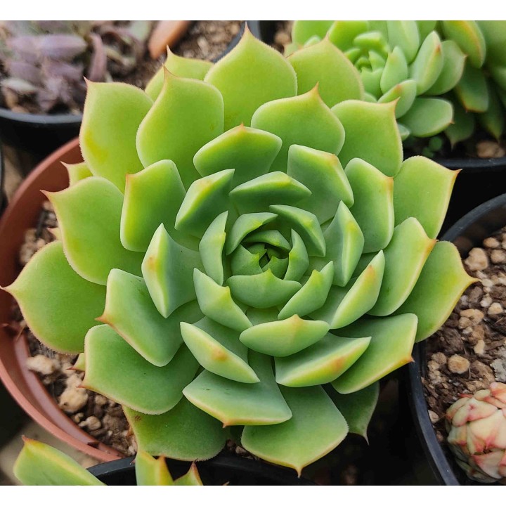 Echeveria sp.