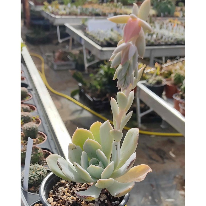 Echeveria sp.