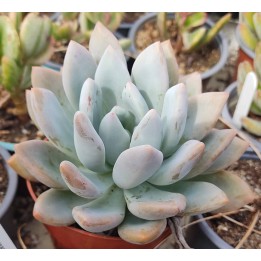 Pachyphytum sp.