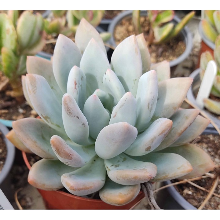 Pachyphytum sp.