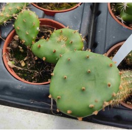 Opuntia humifusa