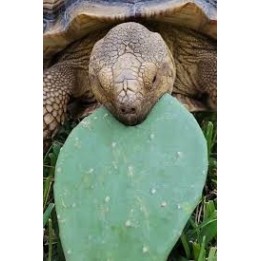 Prickly pear cactus for tortoises