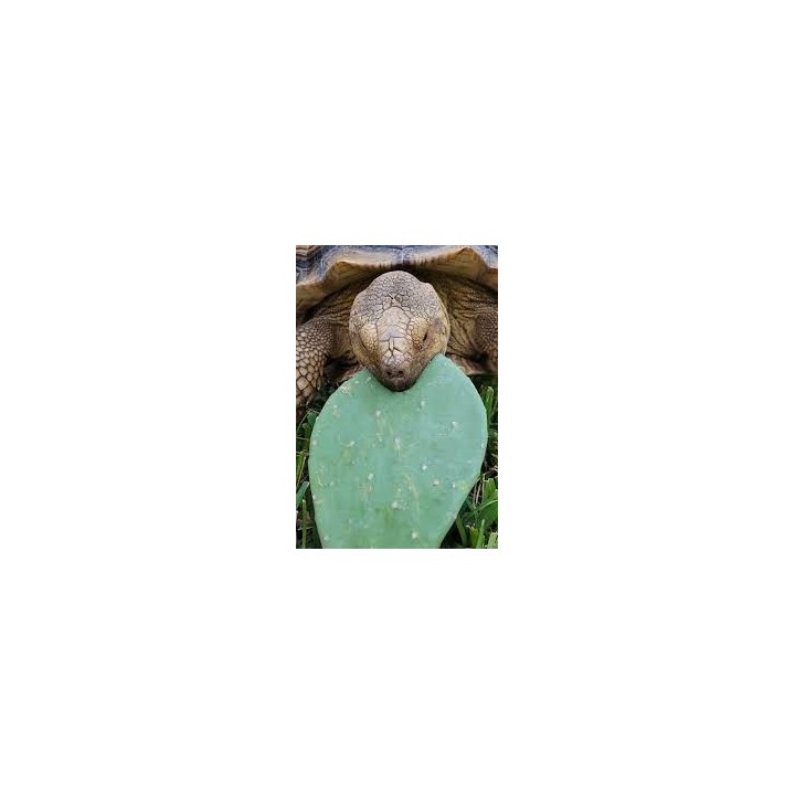Prickly pear cactus for tortoises