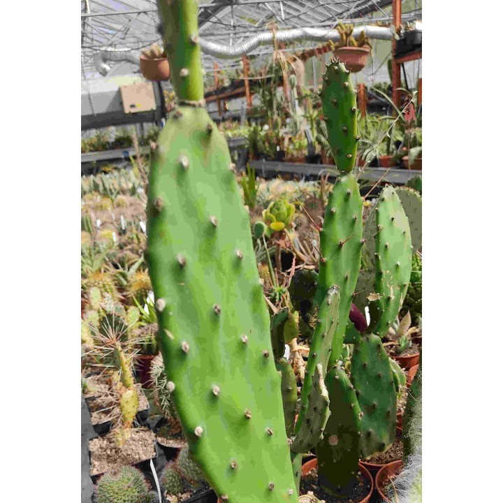 Opuntia elata