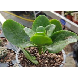 Crassula multicava