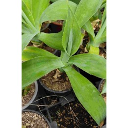 Agave sp.