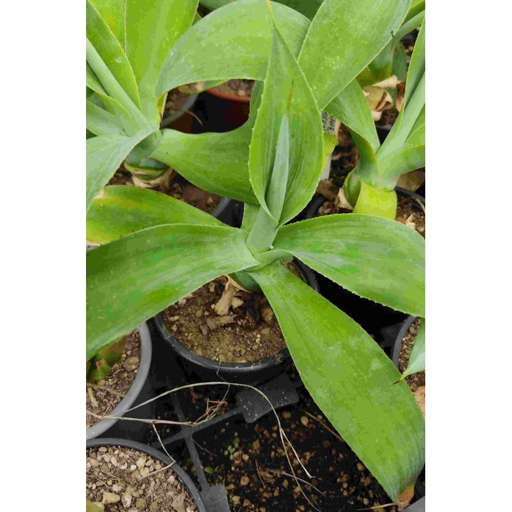 Agave sp.