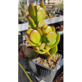 Crassula ovata