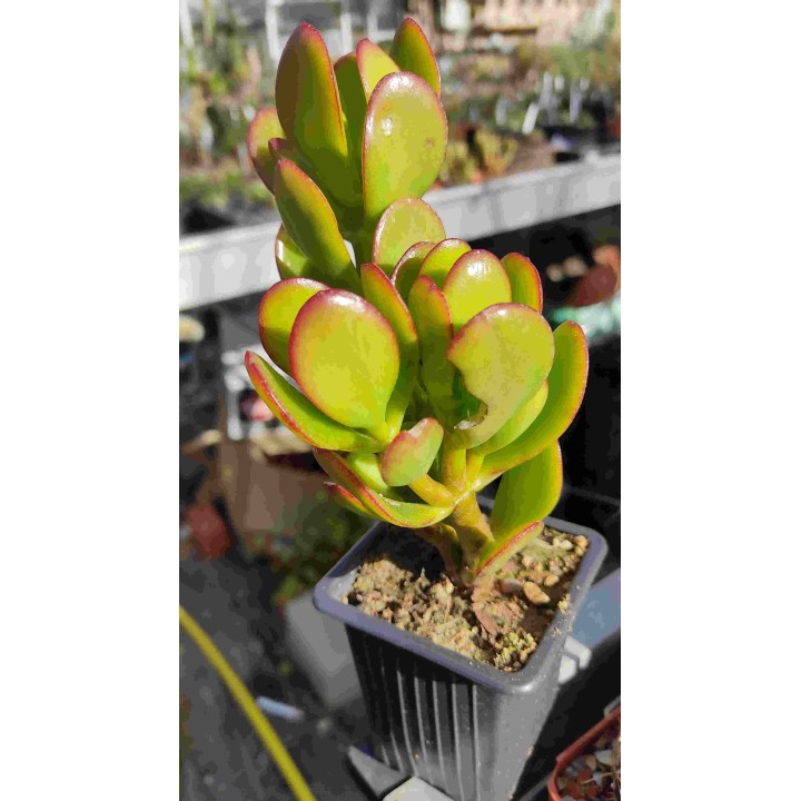 Crassula ovata