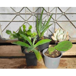 Cacti and succulents for tortoises