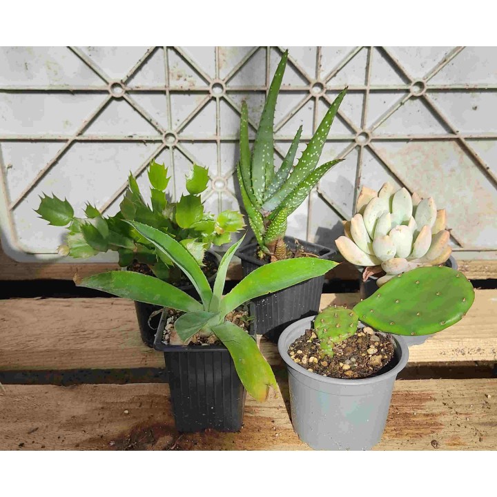 Cacti and succulents for tortoises