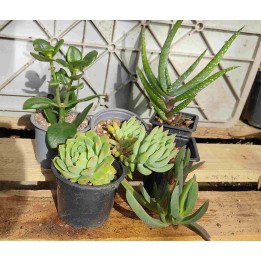Succulents for tortoises
