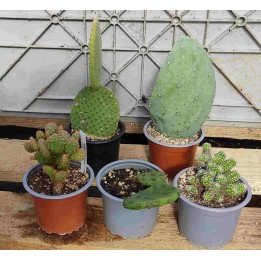 Cactus for tortoises