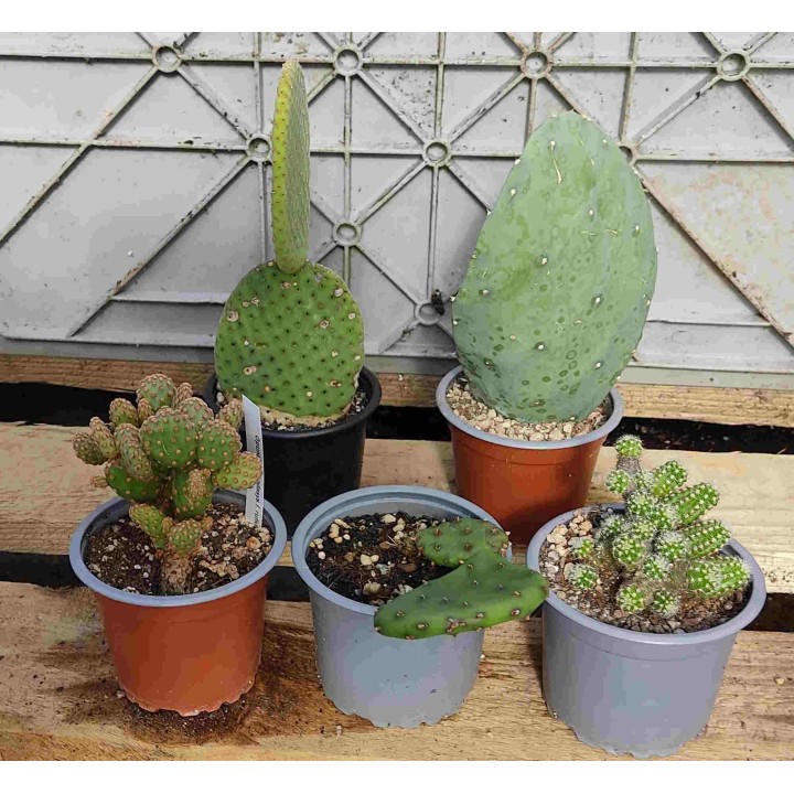 Cactus for tortoises