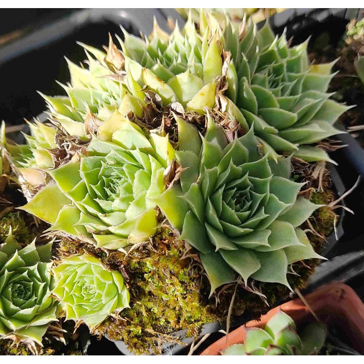 Sempervivum sp.