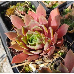 Sempervivum sp.