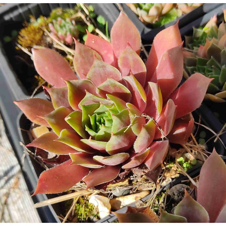 Sempervivum sp.