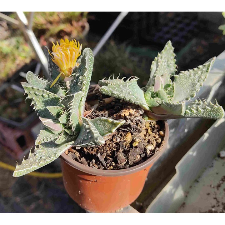 Mesembryanthemum sp.