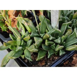 Mesembryanthemum sp.