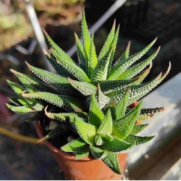 Haworthia sp.