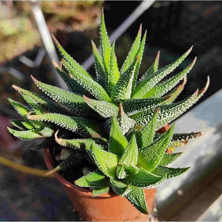 Haworthia sp.