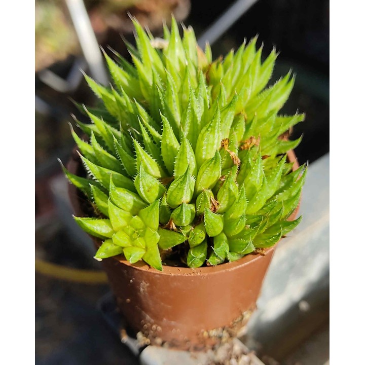 Haworthia sp.
